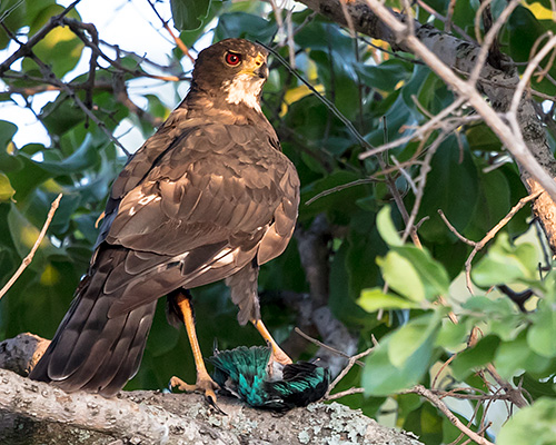 Black Sparrowhawk
